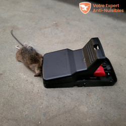 Une souris piégée par la tapette KOMODO
