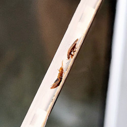 Deux punaises de lit coincées dans le piège CIMEXCATCH