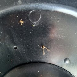 Moustiques pris dans le piège FLORIDA