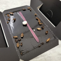 Piège anti cafard MASTER TRAP+ avec cafards