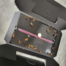 Piège anti cafard MASTER TRAP+ avec cafards & blattes