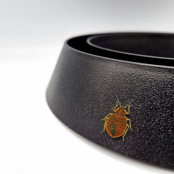 Une punaise de lit grimpant sur le piège SENTINELLE