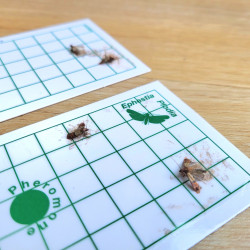 4 mites alimentaires piégées sur les pièges PYRO NET anti mite en 24h