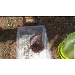 D'instinct, la poule réalise son bain de terre de diatomée pour se débarrasser des parasites qui encombrent son plumage.