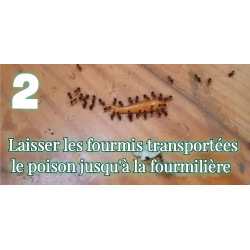Le gel anti fourmi est transporté par les fourmis jusqu'à la fourmilière