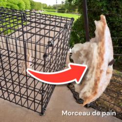 Morceau de pain accroché dans la cage de capture pour rongeur