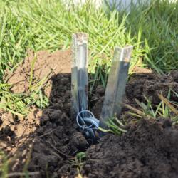 Piège à taupe pince installé dans la terre