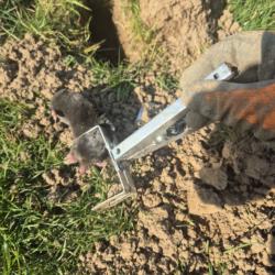 Taupe piégée par le piège à pince