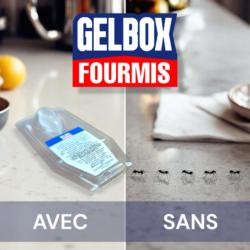 Gelbox fourmis : avec et sans
