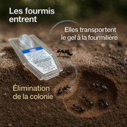 GELBOX fourmis, processus de destruction de la colonie