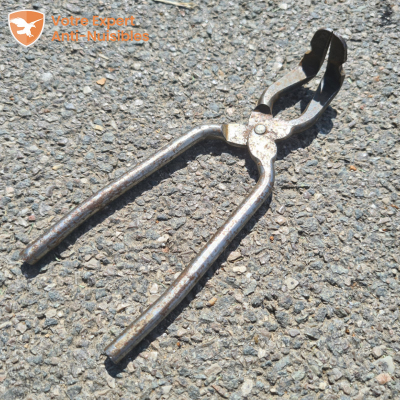 Clé (pince) pour armement des pièges à taupes putange.