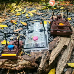 3 appâts pour rat NARA positionnés sur 3 pièges à rats et souris Gorilla Traps.