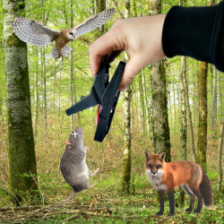 Abandonnez à la nature le cadavre du rat piégé : les prédateurs naturels s'en chargeront !