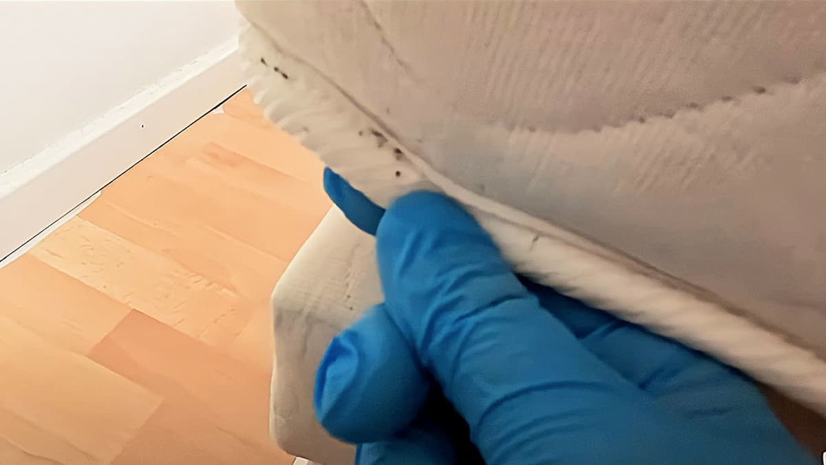 Punaises de lit dans la couture d'un matelas
