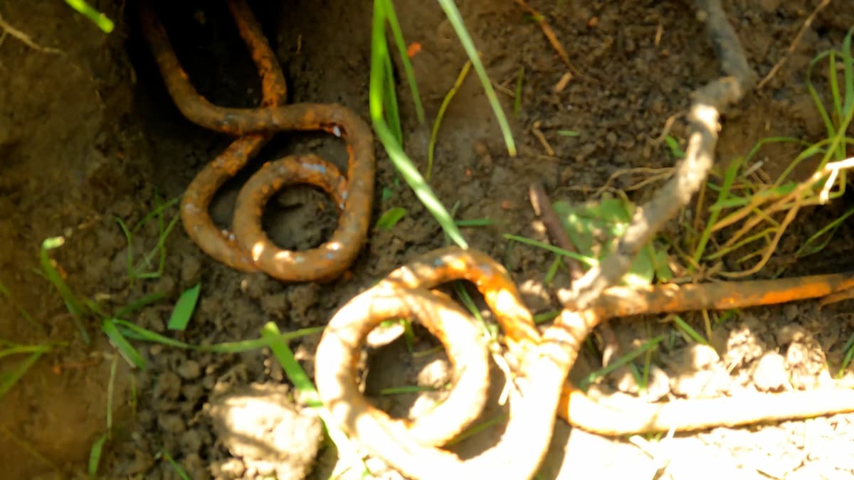 2 pièges putange placés en vis-à-vis dans la galerie de la taupe