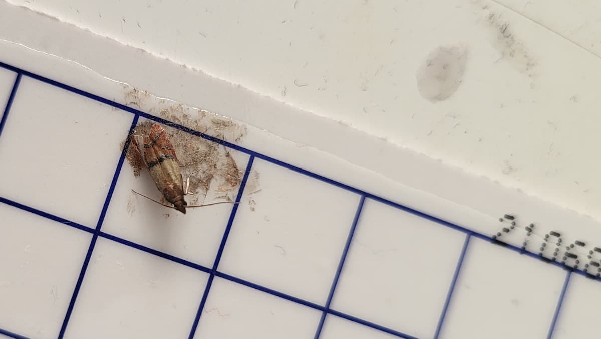 Mite du vêtement prise au piège sur une plaque à phéromone engluée