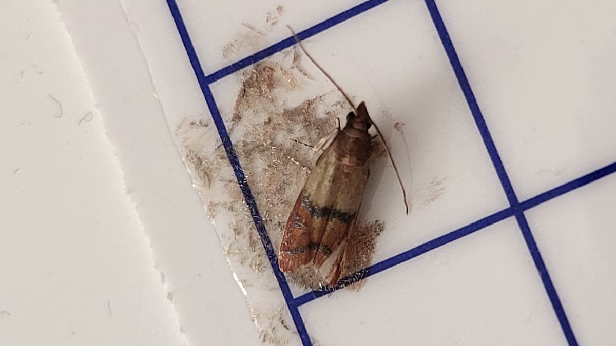 Mite textile prise au piège sur une plaque à phéromone engluée