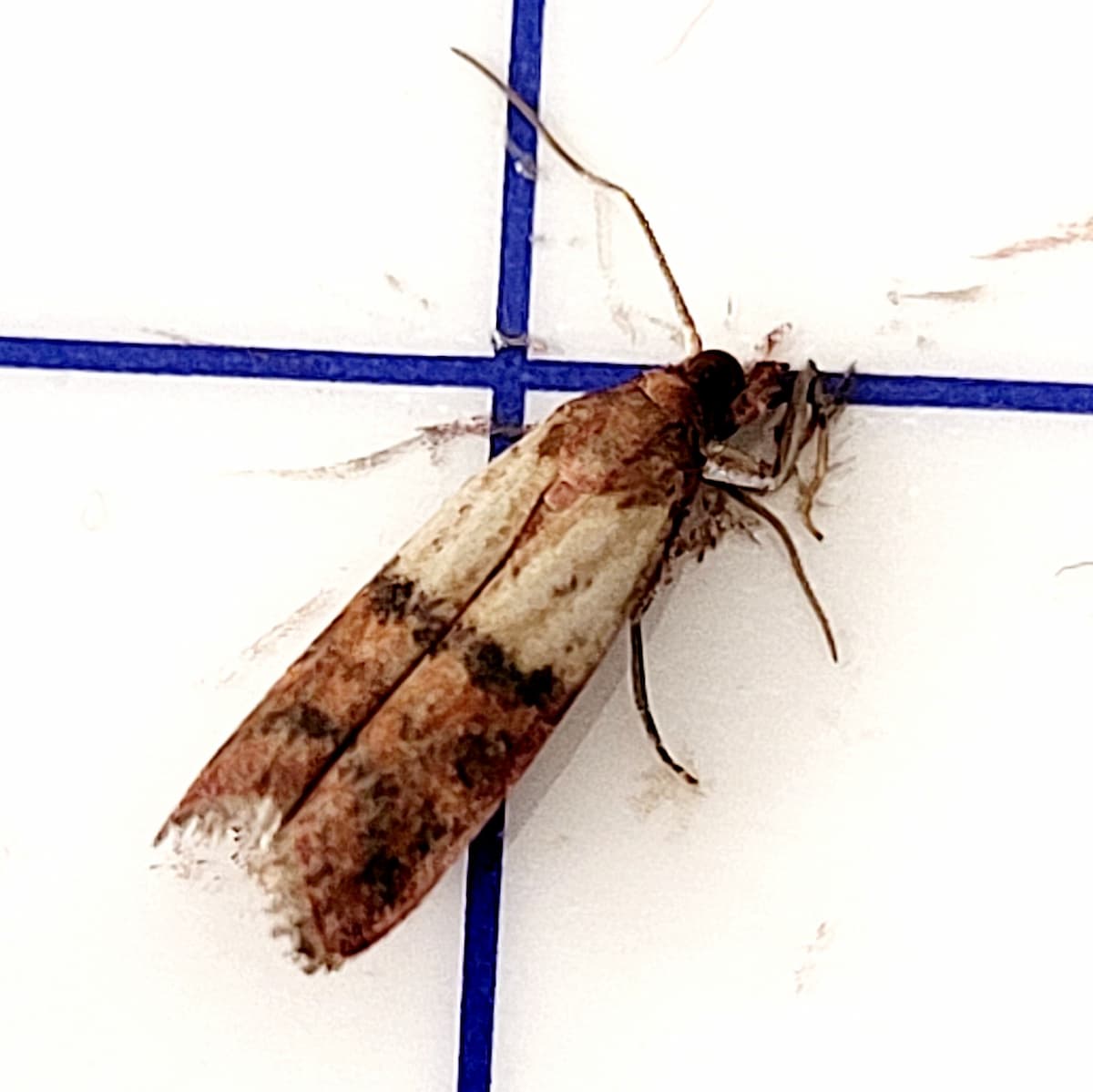 Mite textile ou de vêtement