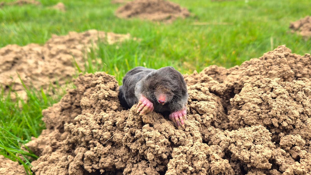 Taupe sur une taupinière