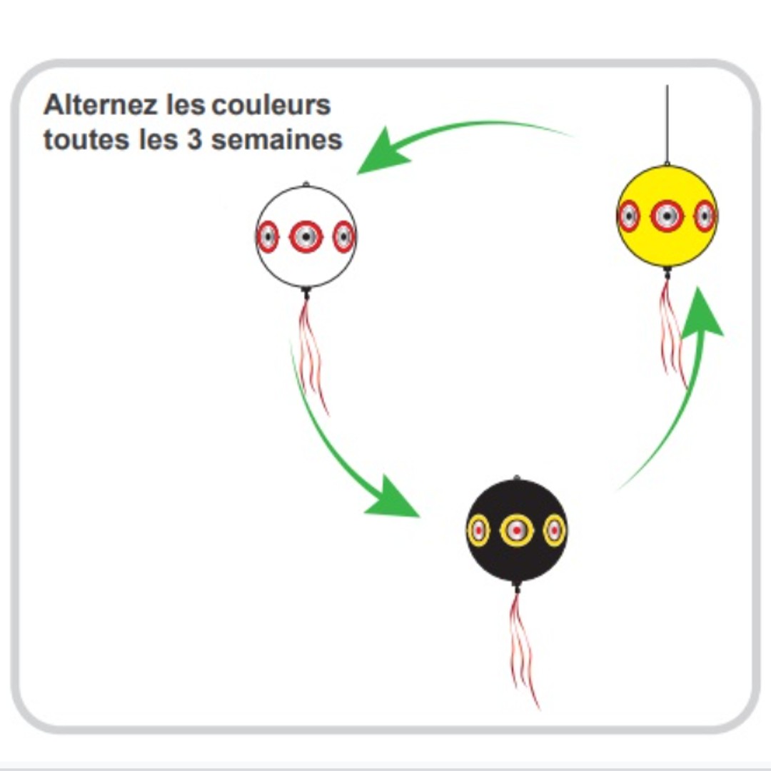 Alternez car les volatiles ne se feront pas…pigeonner