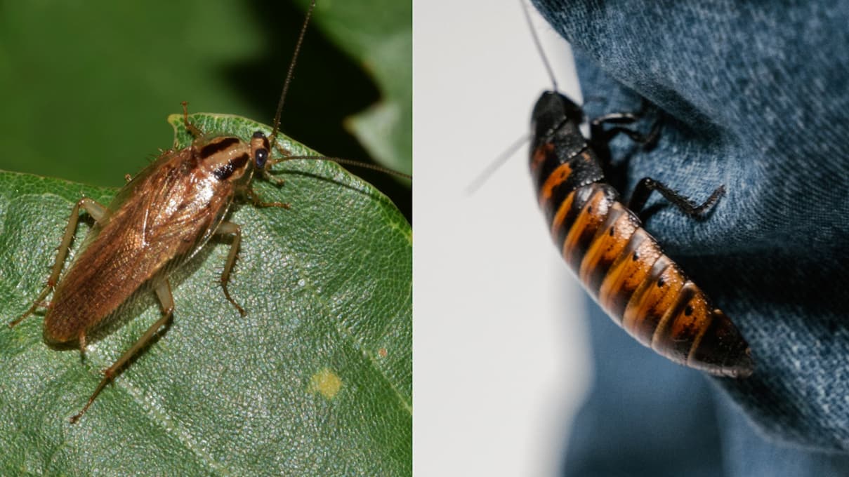 Blatte de jardin et blatte de Madagascar