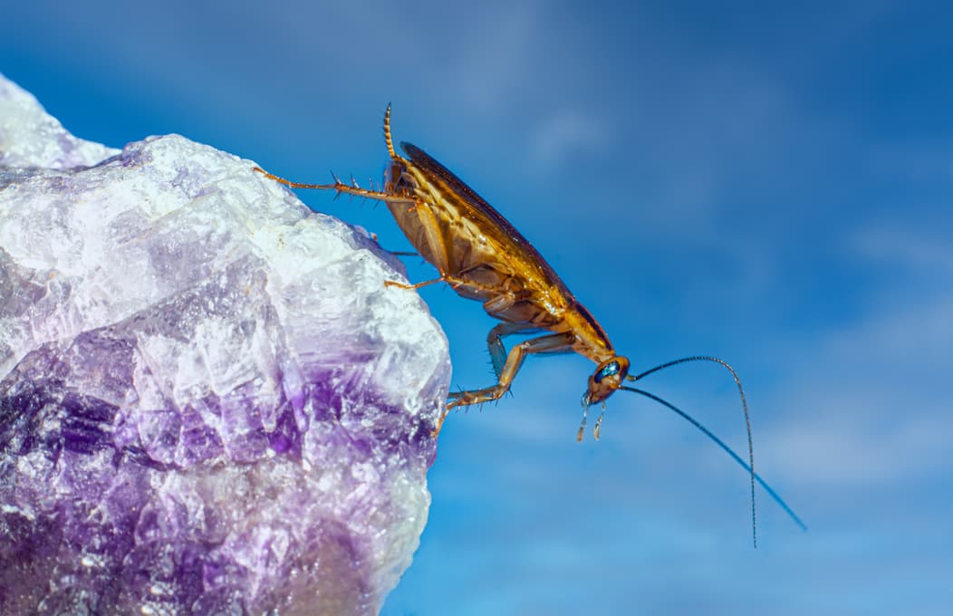 Blatte postée sur un cristaux émeraude
