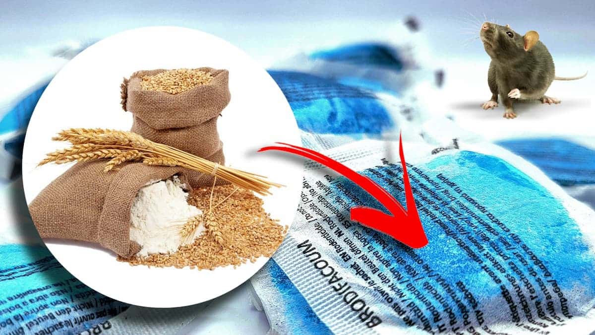 Pâte de poison anti rat et souris AKANOID