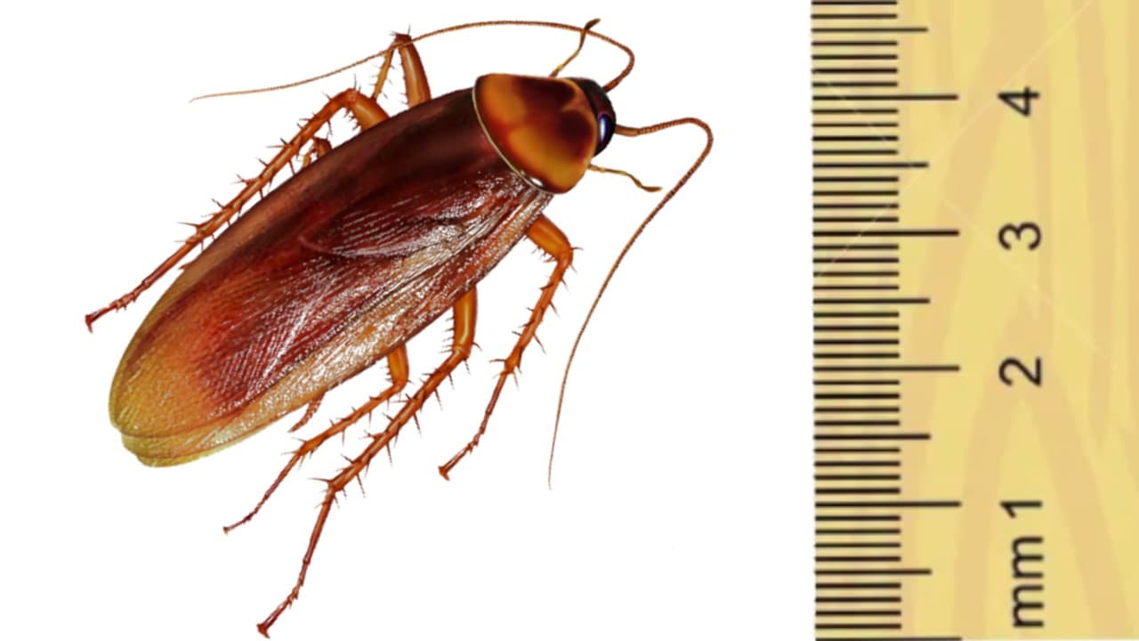 Blatte américaine en vis-à-vis d'une règle graduée