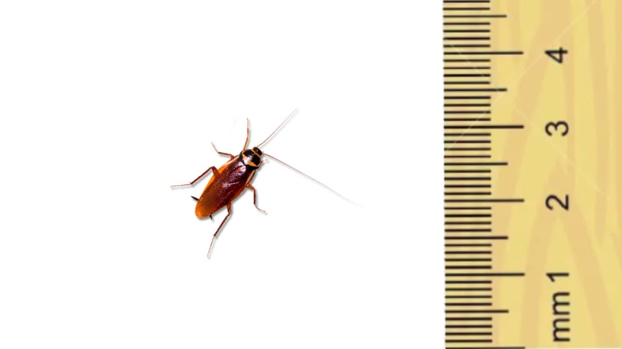 Blatte germanique en vis-à-vis d'une règle graduée