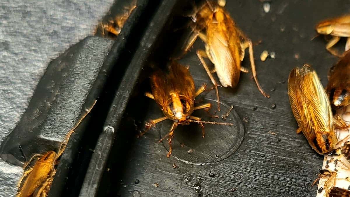 Regroupement de cafards ou blattes germaniques