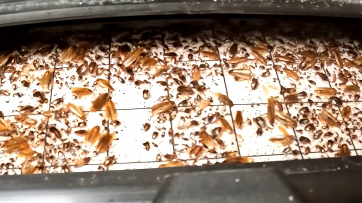 cafard blatte de jardin au stade larvaire