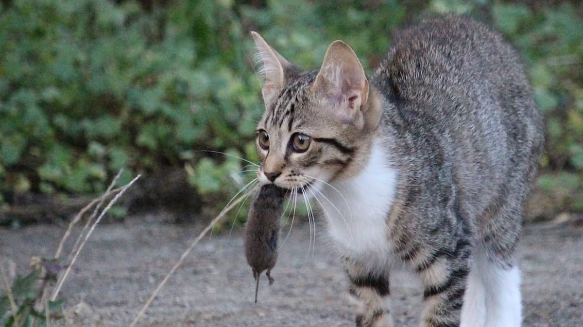 Chat avec souris dans sa gueule
