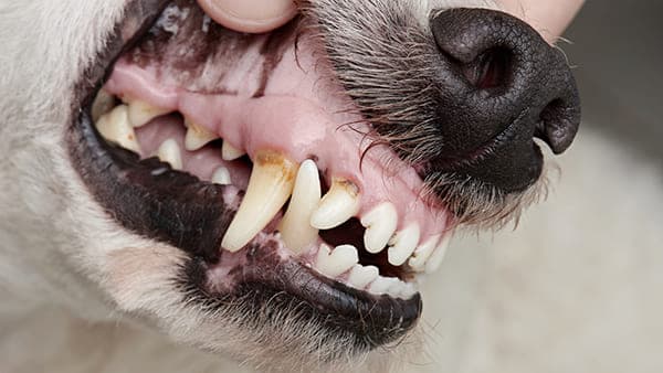 Muqueuse blanche d'un chien ayant consommé un poison