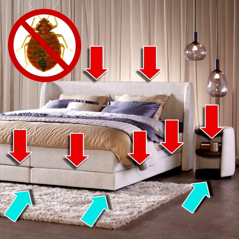 Endroits recommandés de pose du piège refuge anti punaises de lit Cimexcatch