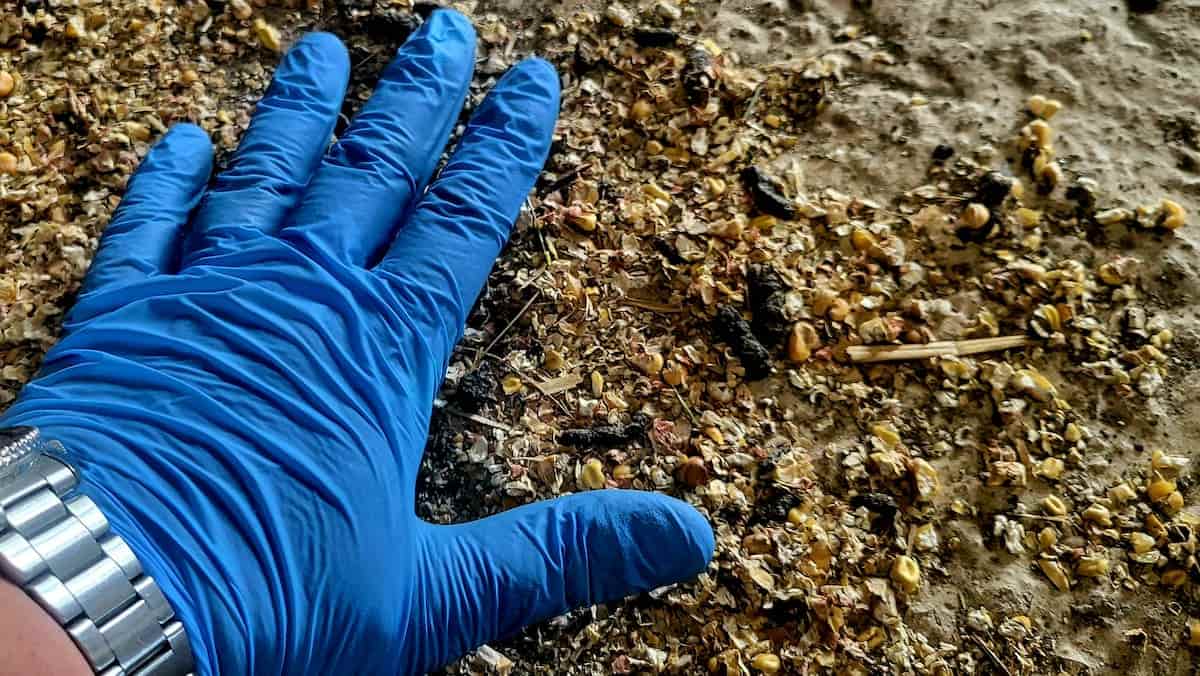 Regroupement de crottes de rat, comparé à la taille d'une main gantée