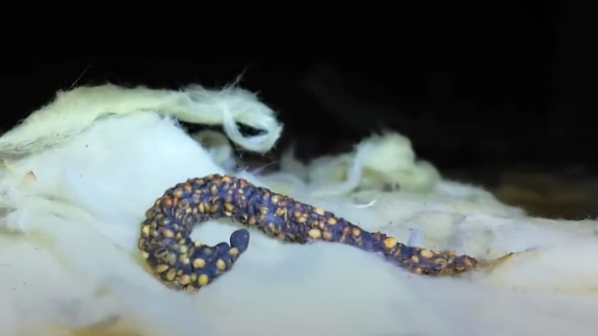 crotte de fouine sur un isolant d'un grenier