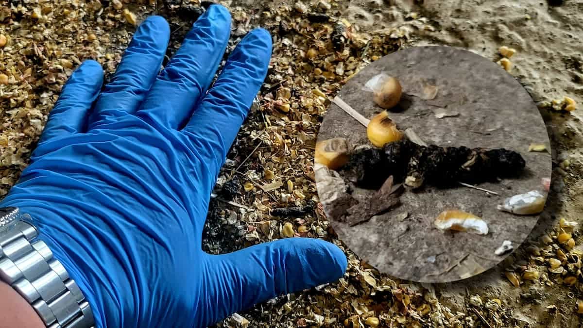 Crotte de rat surmulot