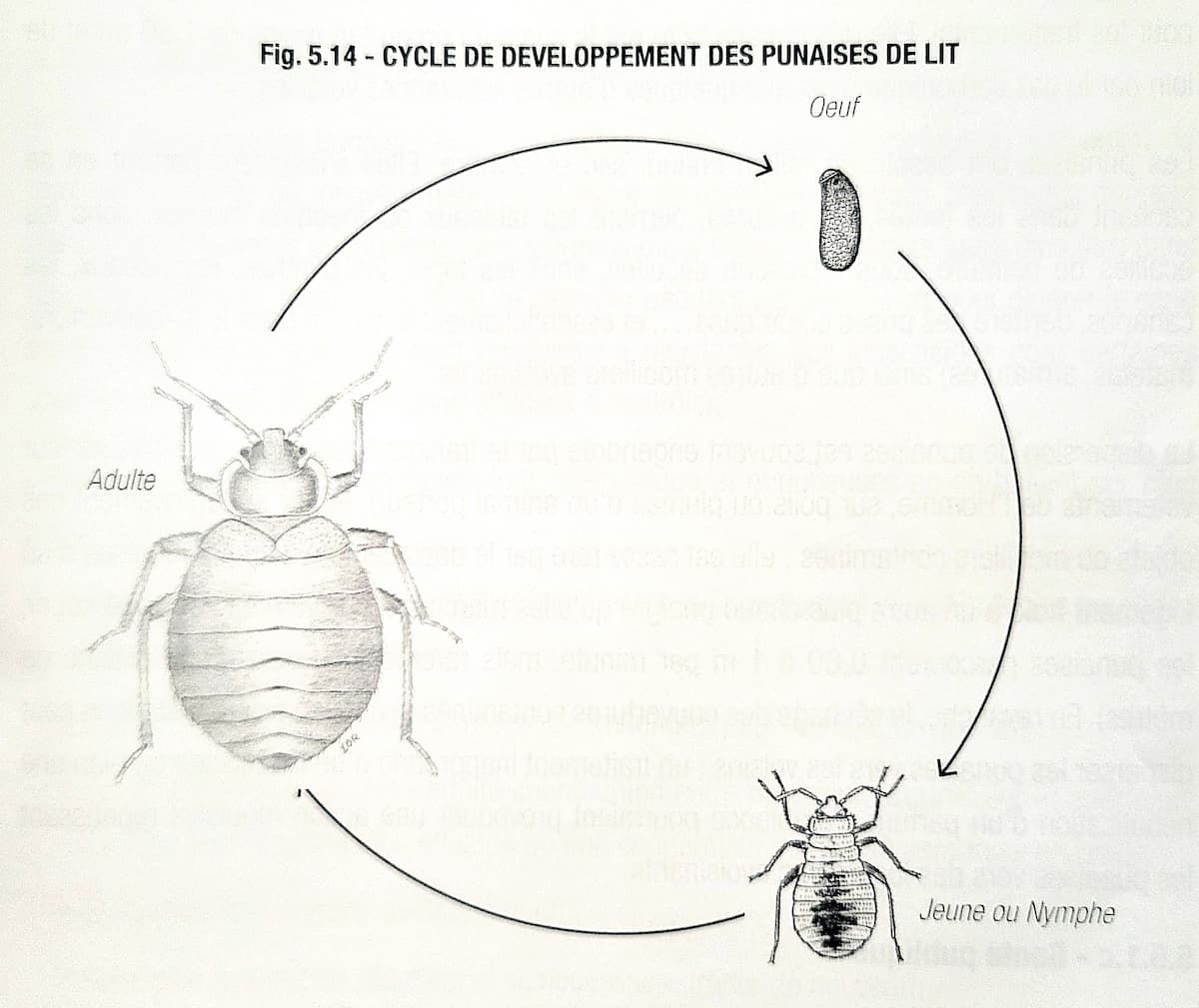 Cycle de développement de la punaise de lit