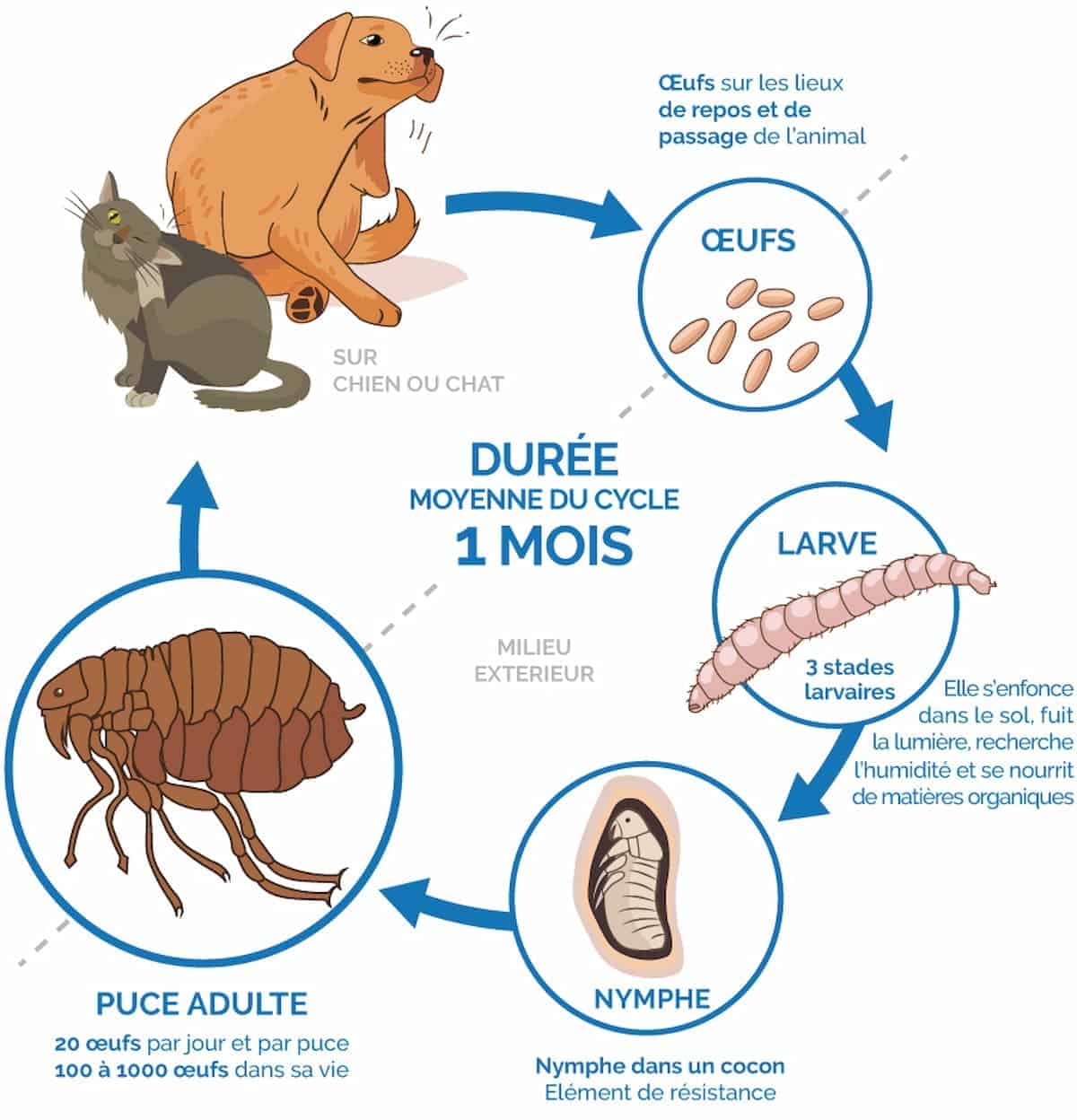 Schéma de reproduction et de cycle de vie d'une puce
