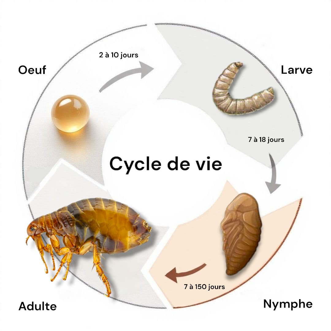 Cycle de vie de la puce