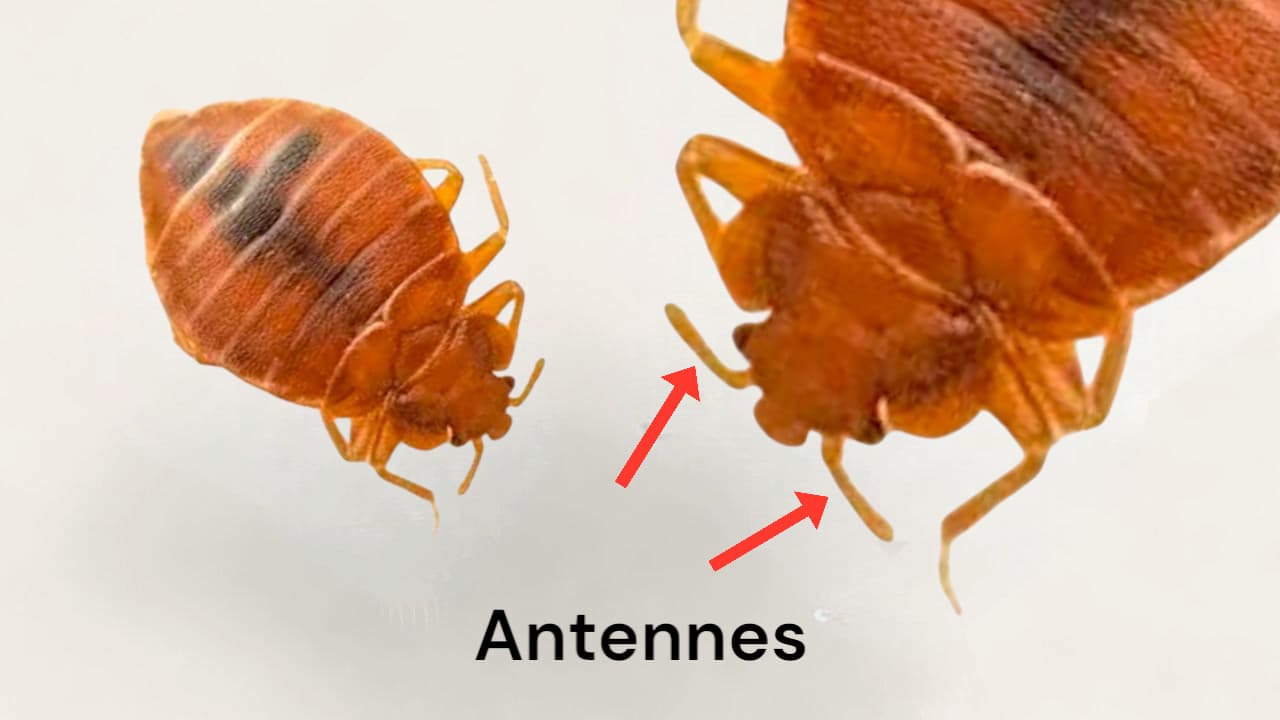 Antennes de punaises de lit