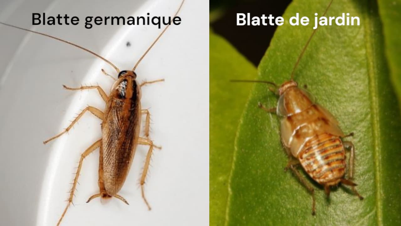 difference-blatte-germanique-jardin