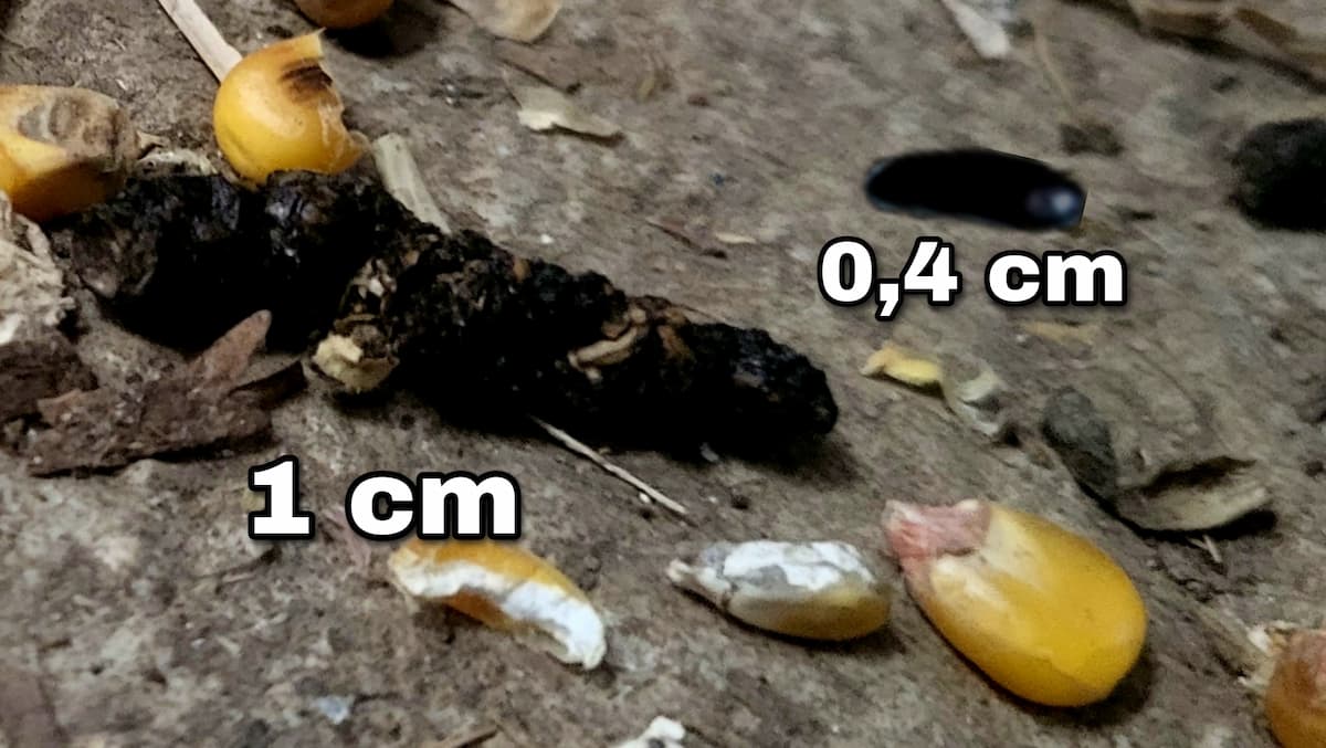 difference de taille entre une crotte de rat et une crotte de souris