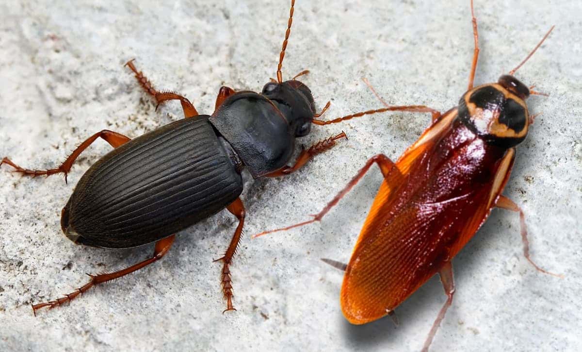 Ophone et cafard disposés côte-à-côte sur une pierre
