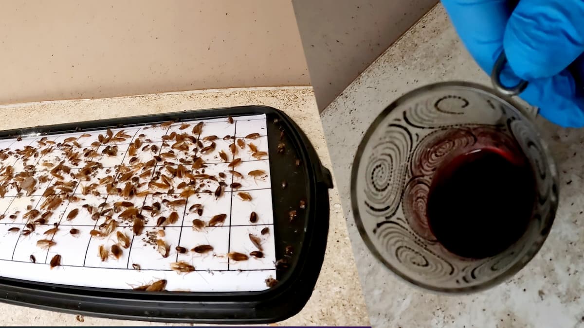 Différence d'efficacité entre un piège cafard professionnel et un verre de vin