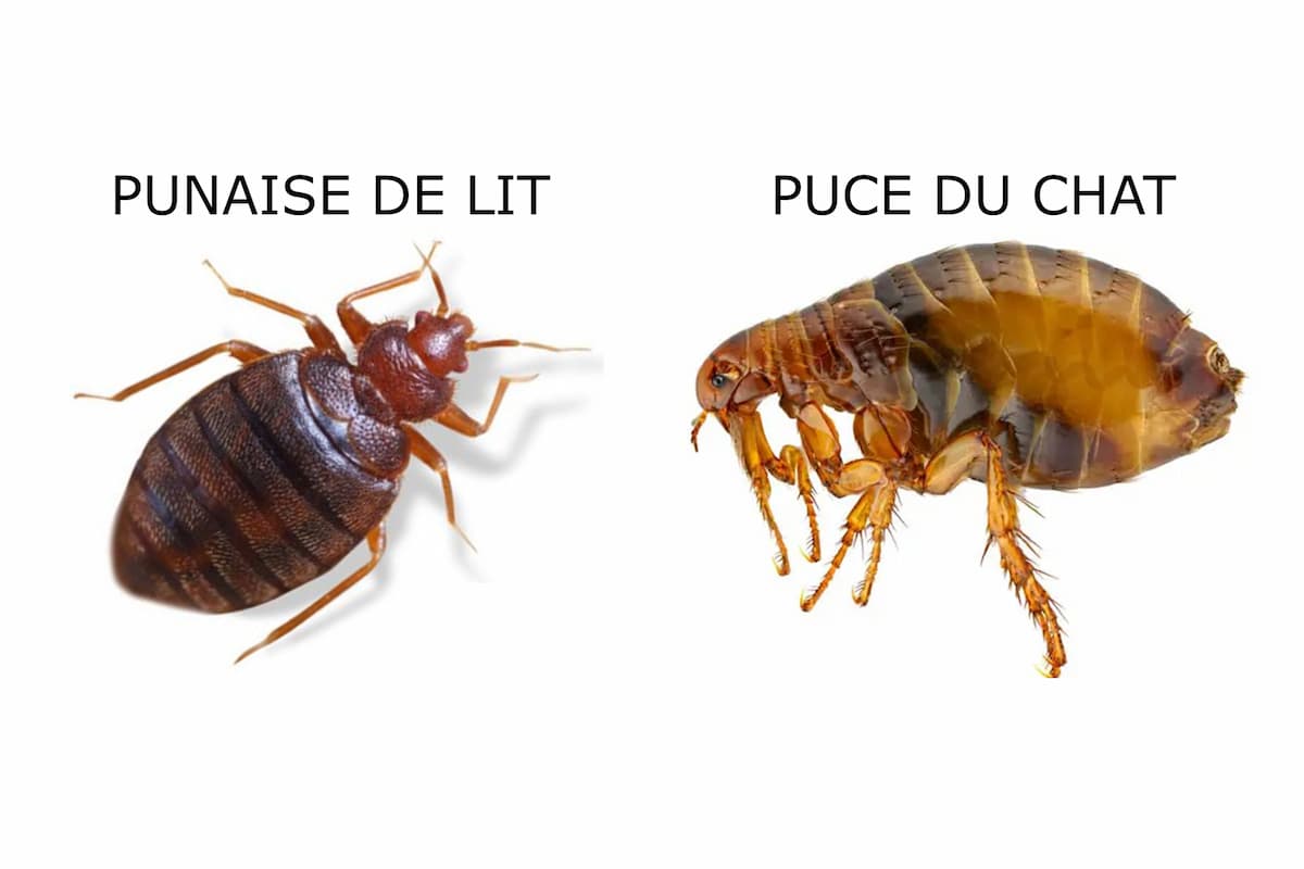 Comparatif entre une punaise de lit et une puce (de chat)
