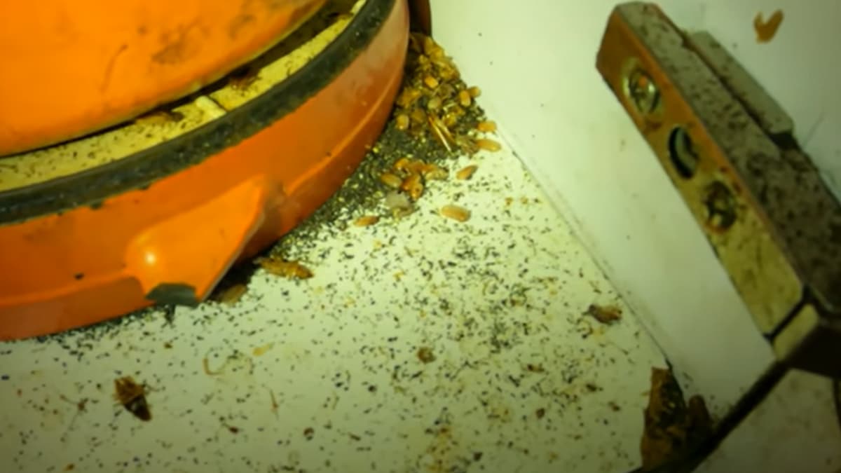 Points noirs représentant des excréments de cafards