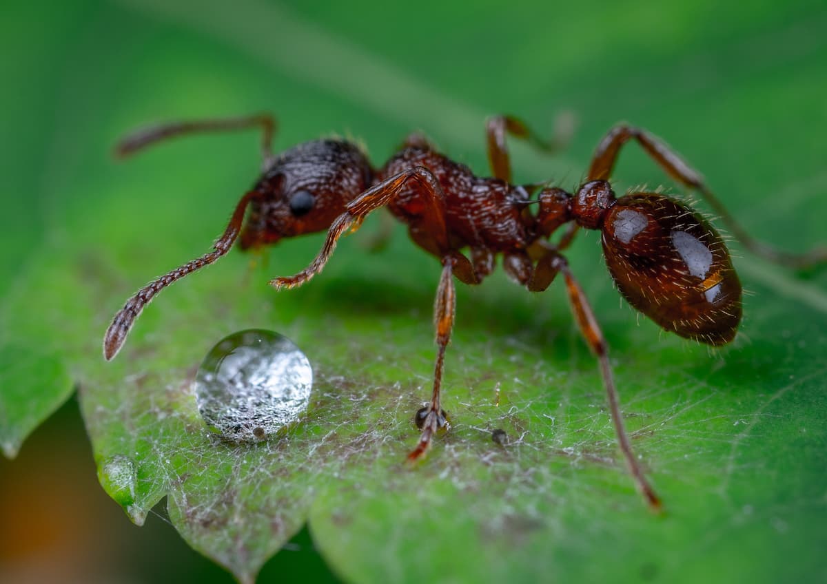 Fourmi à proximité d'une goutte d'eau posée sur une feuille verte