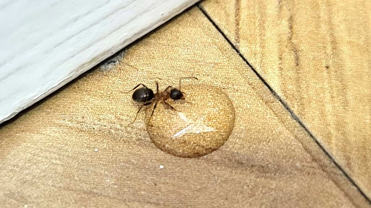 Fourmi noire se nourrissant d'une goutte de gel anti fourmi