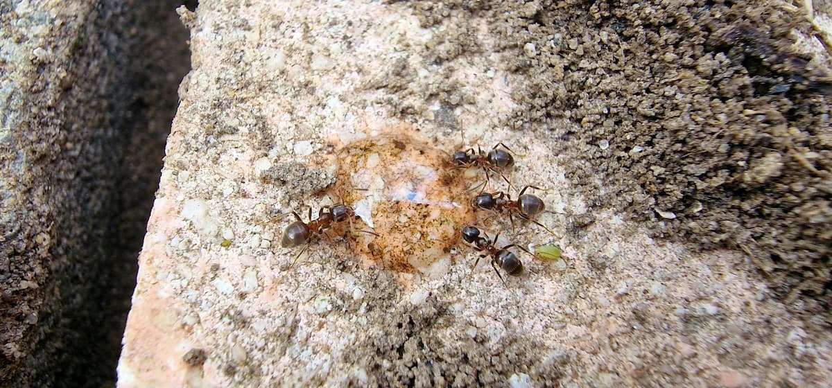 Fourmis se regroupant autour d'une goutte de gel antifourmis